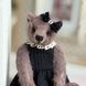 Celeste Miniature Lavender Bear